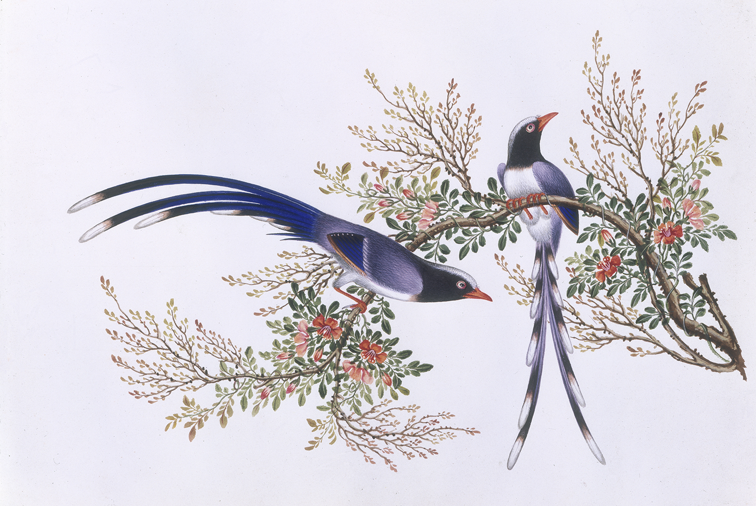 關聯昌（庭呱，活躍於1840 – 1870年代）（傳） 雀鳥
